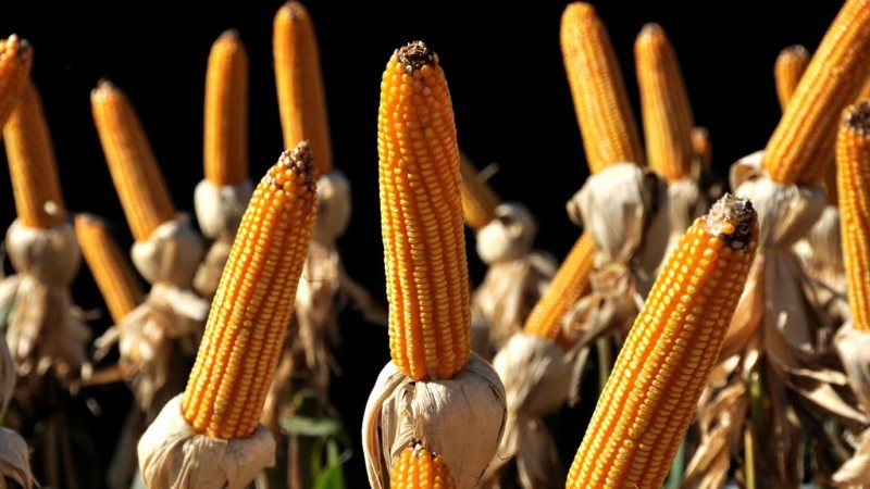 Objetivo do programa &eacute; estimular aumento de produ&ccedil;&atilde;o e produtividade de milho, cultura a qual o Estado consome mais que produz