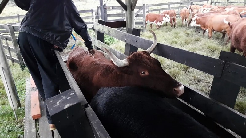 Aplica&ccedil;&atilde;o do carrapaticida no bovino