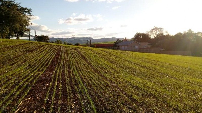 Plantio do trigo chega a 75% da área prevista