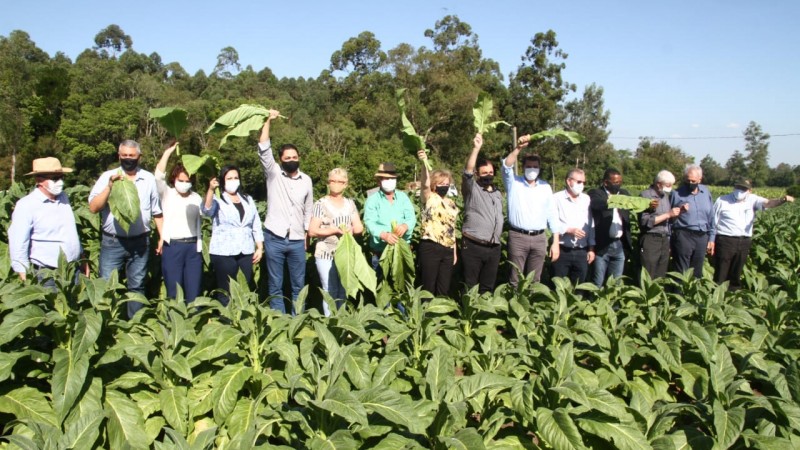 Abertura da Colheita do Tabaco no município de Vale do Sol