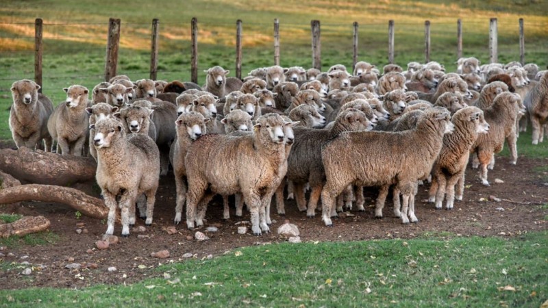 23121323 25154746 ovelhas