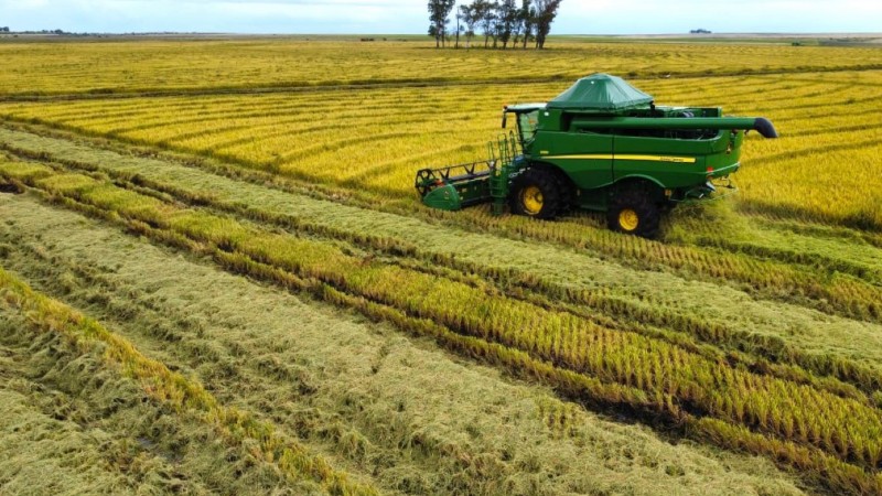 Foto colheita de arroz em Quara&iacute; (1)